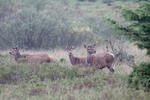 Red Deer