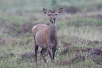 Red Deer