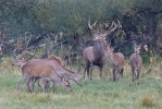 Red Deer