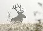 Red Deer