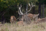 Red Deer