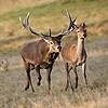 Red Deer
