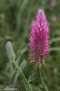 Red Feather Clover