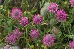 Red Feather Clover