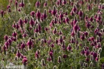 Red Feather Clover