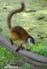 Red-fronter Lemur