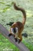 Red-fronter Lemur