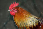 Red Junglefowl