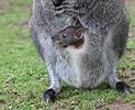 Red-necked Wallaby