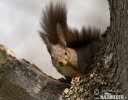 Red Squirrel