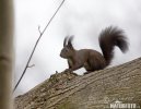 Red Squirrel