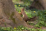 Red Squirrel