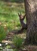 Red Squirrel