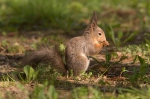 Red Squirrel