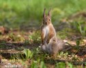 Red Squirrel