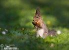 Red Squirrel