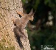 Red Squirrel