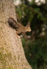 Red Squirrel