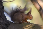 Red Squirrel