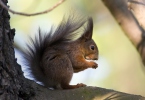 Red Squirrel