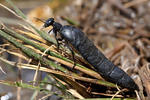 Red-striped Oil Beetle