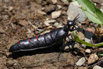 Red-striped Oil Beetle