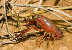 Red Swamp Crawfisch