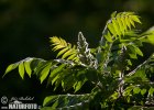 Rhus typhina