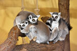 Ring-tailed lemur