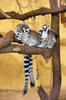 Ring-tailed lemur
