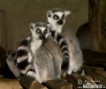 Ring-tailed lemur