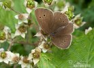 Ringlet