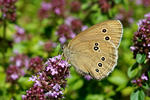 Ringlet