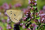 Ringlet