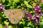 Ringlet