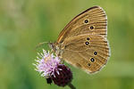 Ringlet