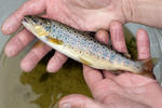 Riverine Brown Trout