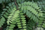 robinia acacia