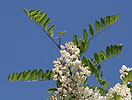 robinia acacia