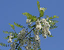 robinia acacia