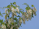 robinia acacia