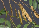 Robinia akacjowa