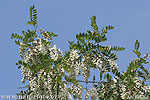 Robinia pseudoacacia