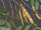 Robinier faux-acacia