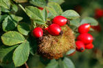 Robin´s Pin Cushion - Bedeguar gall