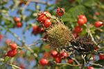 Robin´s Pin Cushion - Bedeguar gall