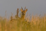 Roe Deer