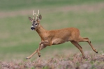 Roe Deer