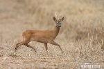 Roe Deer