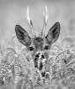 Roe Deer